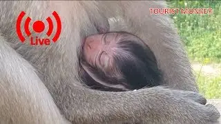 New Update Monkeys Inside Angkor Wat, Newborn Farrah, Mom feed newborn Farrah very well