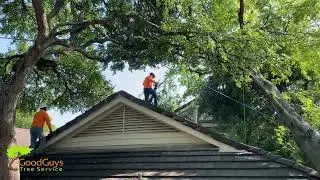 Tree Trimming And Removal Austin Texas