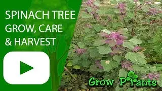 Spinach tree - How to grow beautiful & edible leaves (Chenopodium giganteum)