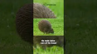 Facts about the Kiwi bird #animals  #animalfacts  #kiwibird