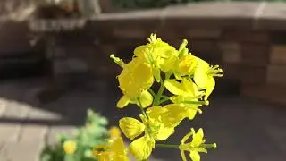 Bok Choy Flowers and Bees