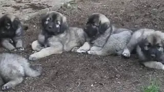 cuccioli di ASI e ZEN 55 giorni