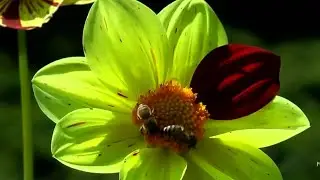 Beautiful flowers burst _HD video// nature of beauty
