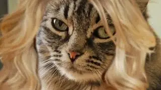 Make a Soap Opera Cat's Day with a Tummy Rub