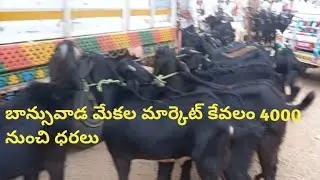banswada goat 🐐 market#4000#adda #thursday #subscribe #youtube