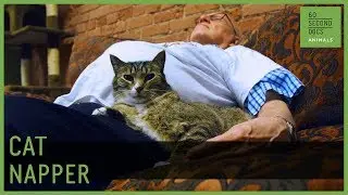 The Senior Taking Naps With Cats