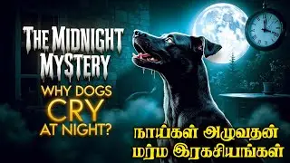 &ldquo;அதிர்ச்சி! நாய் இரவில் குரைப்பதன் பின்னால் இருக்கும் ரகசியம்  !🐾&rdquo;  - Tamil Info Play
