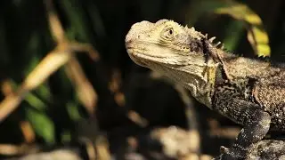 #180sec Sydney: Naturpark am Stadtrand