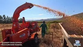 Old peach orchard removal and recycling with a 300mm 12 inch TOMCAT model 4300AFP PTO  wood chipper