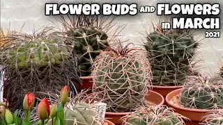 Flower Buds and Flowers in March | Cacti and Succulents Collection | Tulips | Spring flower | Mar3