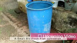 BIO FLOCK FISH FARMING IN A SMALL TANK  200 Ltr