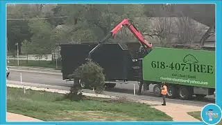 TOWER Shorts | Tree Limb Removal