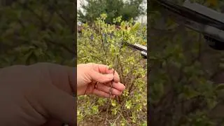 Uite cum inmultesc eu Afinul Siberian prin Butasi. Cea mai simpla metoda #siberianbluberry