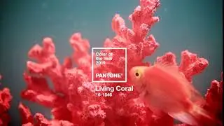 Pantone Color of the Year 2019 &ndash; Living Coral