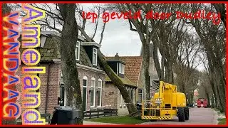 De gevallen iep in de Burenlaan | Hollum Ameland |