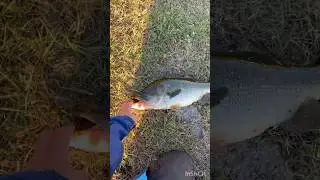 Big bass! #fishing #bassfishing #freshwaterfish #fish #shorts