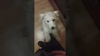 What do you want? #dog #puppy #doglife #dogs