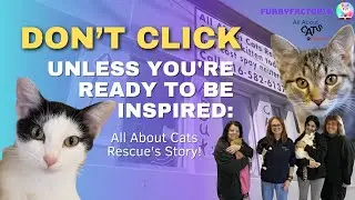 Supporting Cats for Life: All About Cats Rescue Story