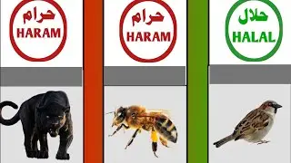 Halal and Haram Animals Meat in Islam | World Tincture