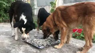 The dogs eating fish episode 616 By Dog Food TV