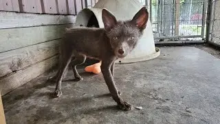 A mama fox and her litter were rescued