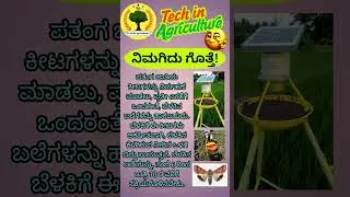 Light trap vs Insect Pest