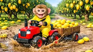 Monkey Drives Tractor to Harvest Ripe Mangoes & Gets Stuck in Mud | Monkey Farm Work
