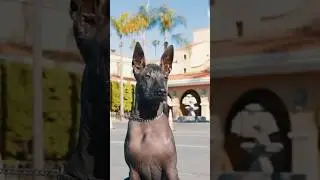 The Mexican Hairless Dog, Xoloitzcuintle #shorts #dogs #dogshorts #shortvideo