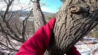 Winter Tree Climbing || Talcott Mountain CT || Chapters Included