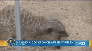 Get closure by naming a cockroach after your ex at a Texas zoo this Valentine&rsquo;s Day