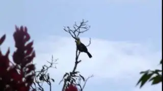 Ramphastos swainsonii singing