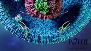 Vesicle Exocytosis Snare Protein 3D Animation - Pettit Medical Media