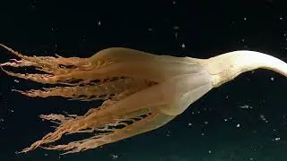 Discovery of a Solumbellula Sea Pen - First Sighting in the Pacific! | Nautilus Live