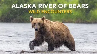 Alaska Bears Photo Tours and Workshops