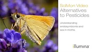 Alternatives to Pesticides: Understanding endosymbionts and sex in moths | Illumina SciMon Video