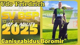 Eine der 2 besten UO der SV BSP 2025 Udo Friedrich & Canis rabidus Boromir 🇩🇪 #germanshepherd 
