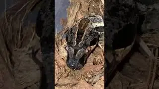 Hypo img boa imperator #reptiles #amazing #animals #animal #reels #snake #snakes