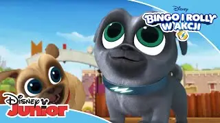 Bingo i Rolly w akcji | Czterolistna koniczyna | Disney Junior