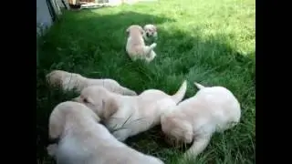 puppies running around