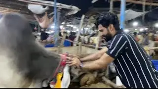 Malir mandi first visit [ it's sameer ] #cow #2025comedyvideo #mandiupdates  #cowlover #beautifull