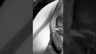 In loving memory of my pet 🐍