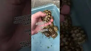 GOLDEN GREEK TORTOISE