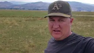 Akaushi Grass-fed cattle
