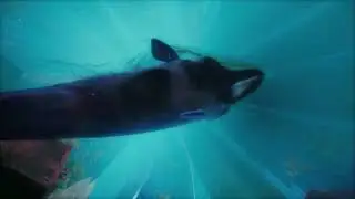 06 Armelle Mihailescu, Janmejay Singh, Riya Mahajan, Selin Ozturk Whale Fall