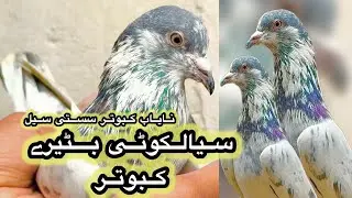 Sialkoti bateray kabooter 💯% original + mehron walay asil teddy jodon walay kabooteron shauk