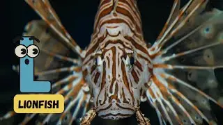 Land & Sea ABCs | Explore Animals from Earth to Ocean Song for Kids | #abcd #kids #learning