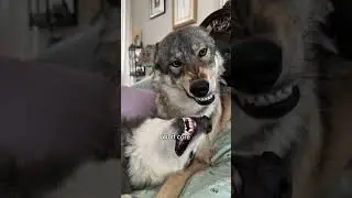 Wolf core #dog #funny #dogshorts #pets #funnyvideo