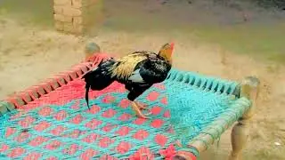 Mainwali Java Aseel Rooster | Pure Mainwali Blood Line