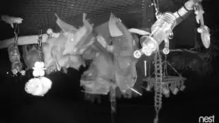 Bats vs Pumpkin - Happy Halloween from Bat World Sanctuary