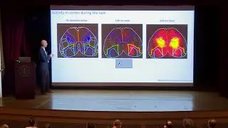 Matteo Carandini, UCL: Testing the textbook model of brain function